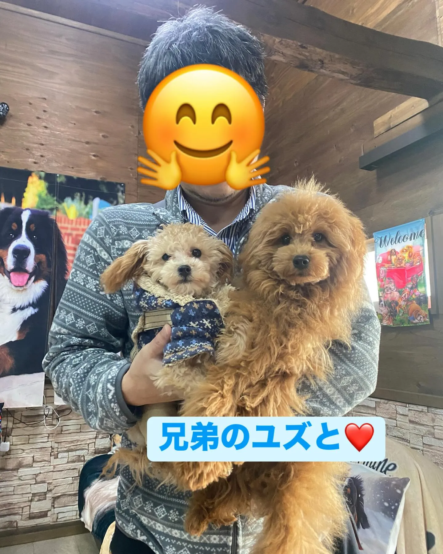 トイプーちゃん🧸ジュジュ🧸💕