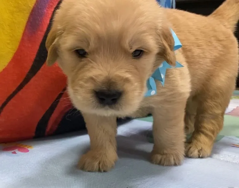 ゴールデンレトリバー青色リボン君