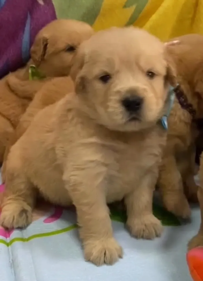 ゴールデンレトリバー青色リボン君