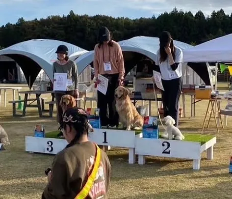 ゴールデンレトリバー　黄色リボンちゃん