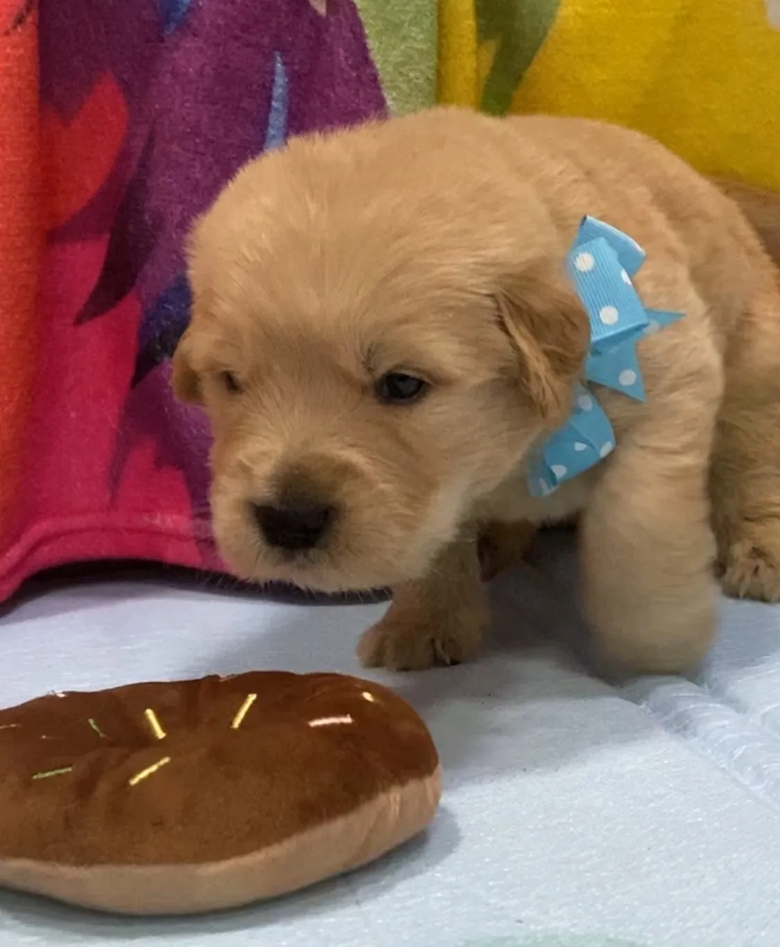 ゴールデンレトリバー青色リボン君