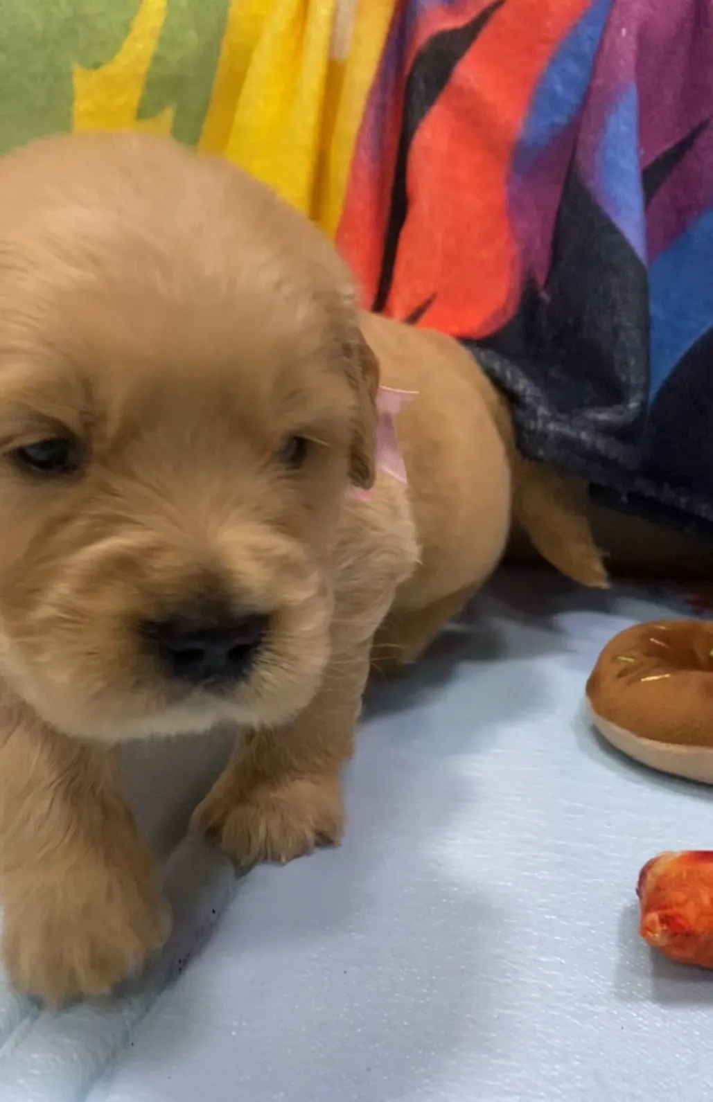 ゴールデンレトリバー　オレンジリボンちゃん