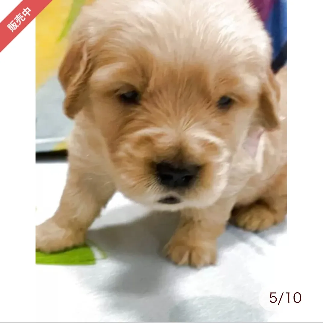 ゴールデンレトリバー　ピンクリボンちゃん