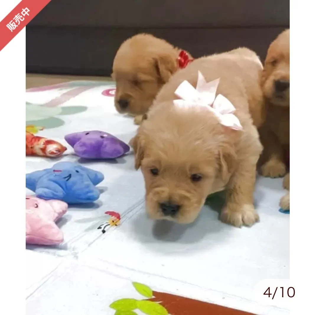 ゴールデンレトリバー　ピンクリボンちゃん