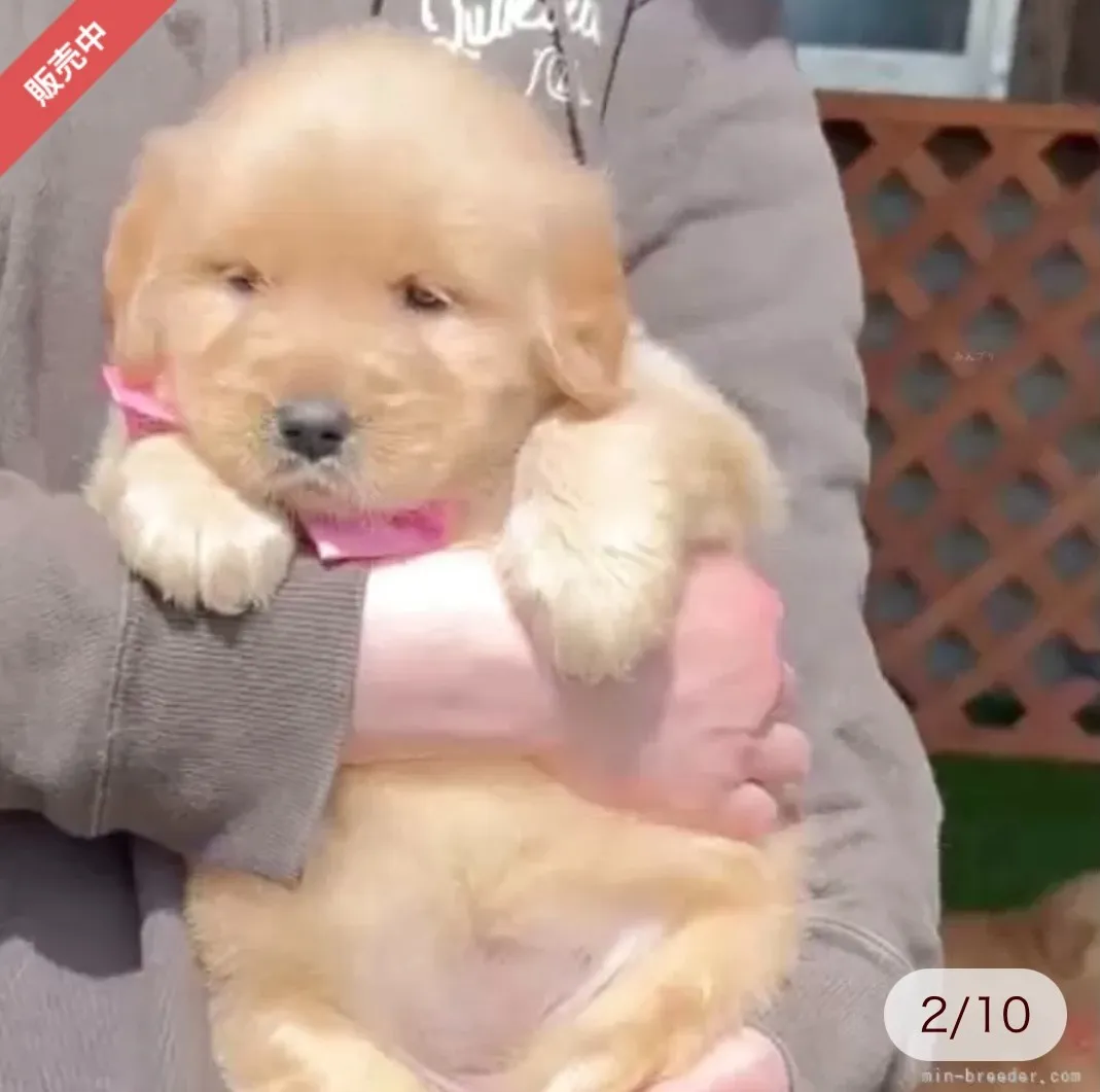 ゴールデンレトリバー　ピンクリボンちゃん