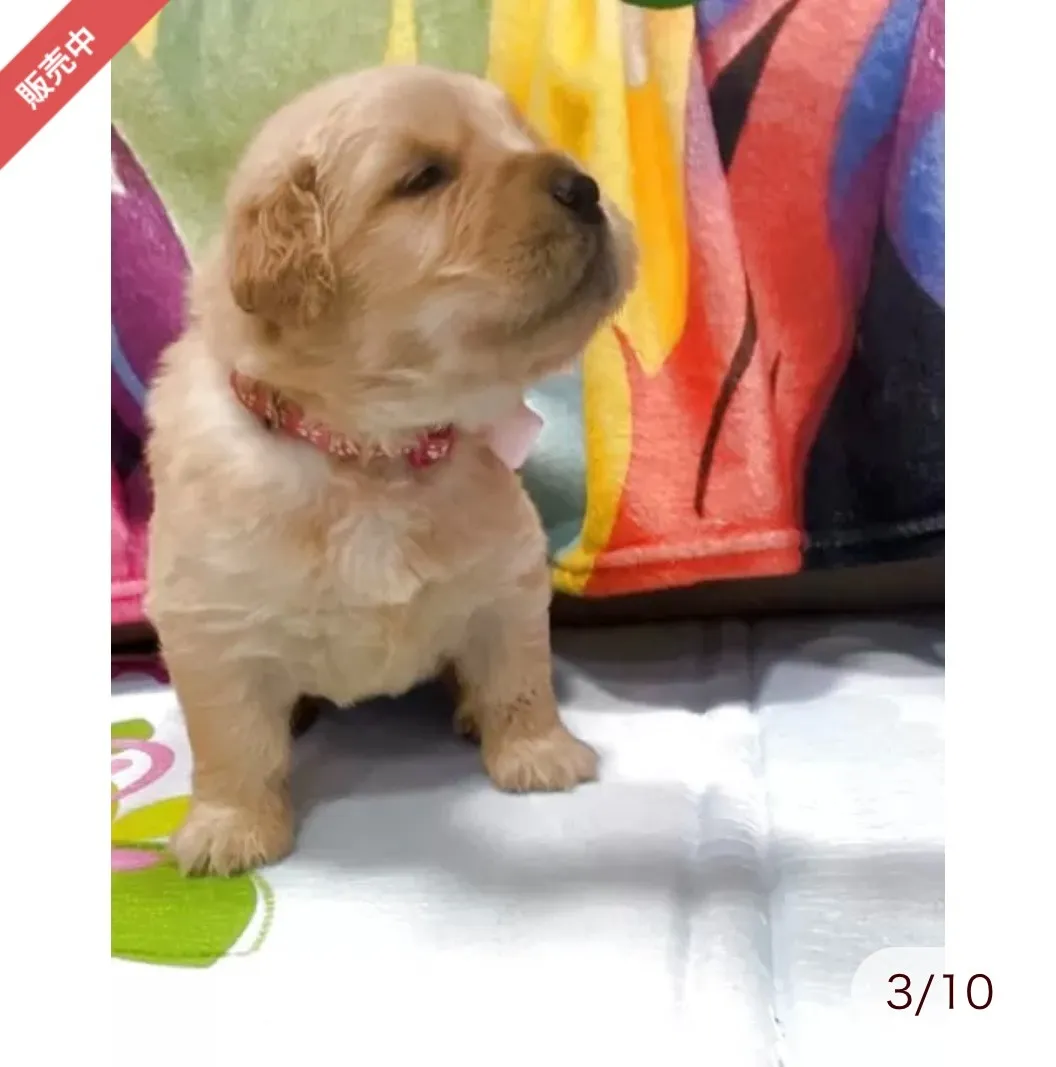 ゴールデンレトリバー　ピンクリボンちゃん