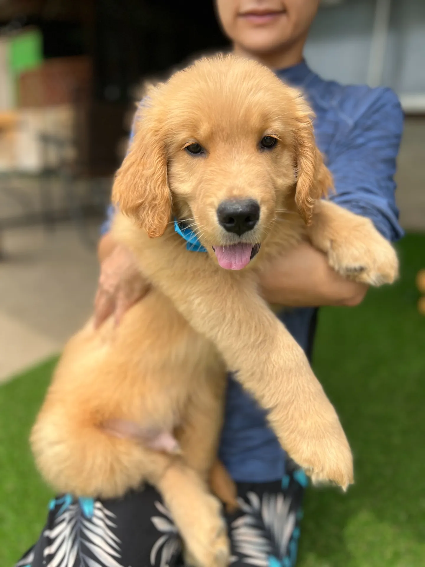 ゴールデンレトリバー青色リボン君