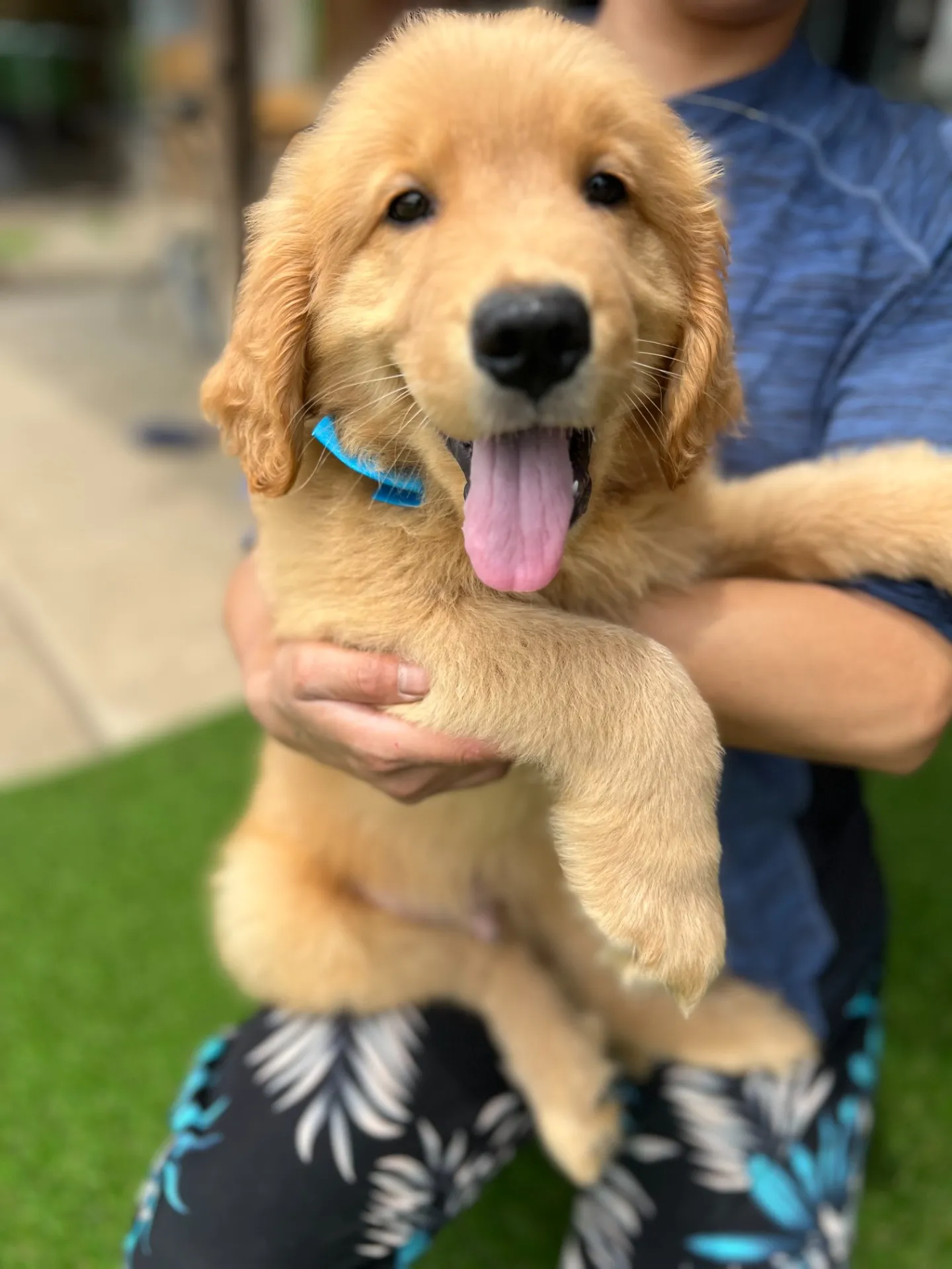 ゴールデンレトリバー青色リボン君