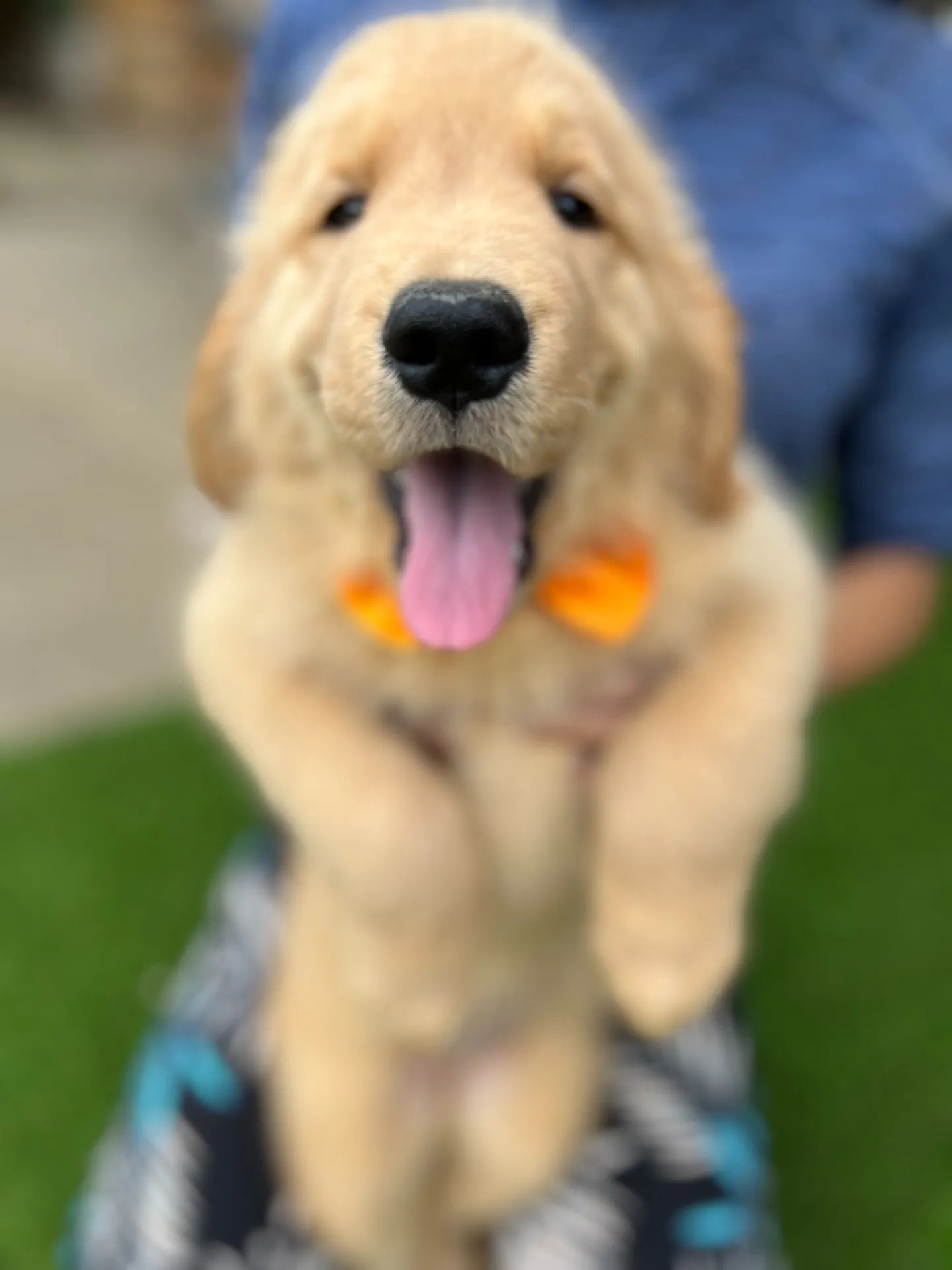 ゴールデンレトリバー　オレンジリボンちゃん