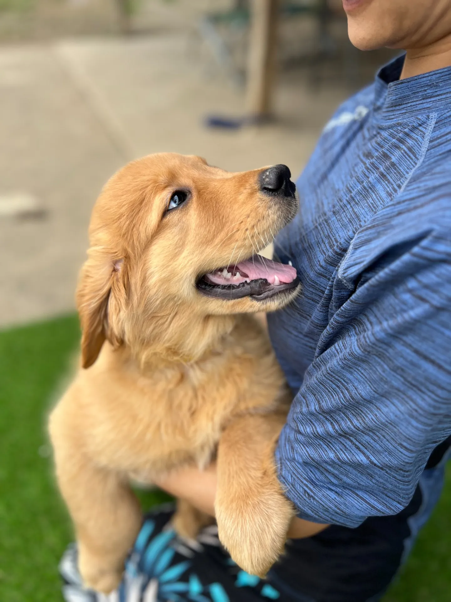 ゴールデンレトリバー　黄色リボンちゃん