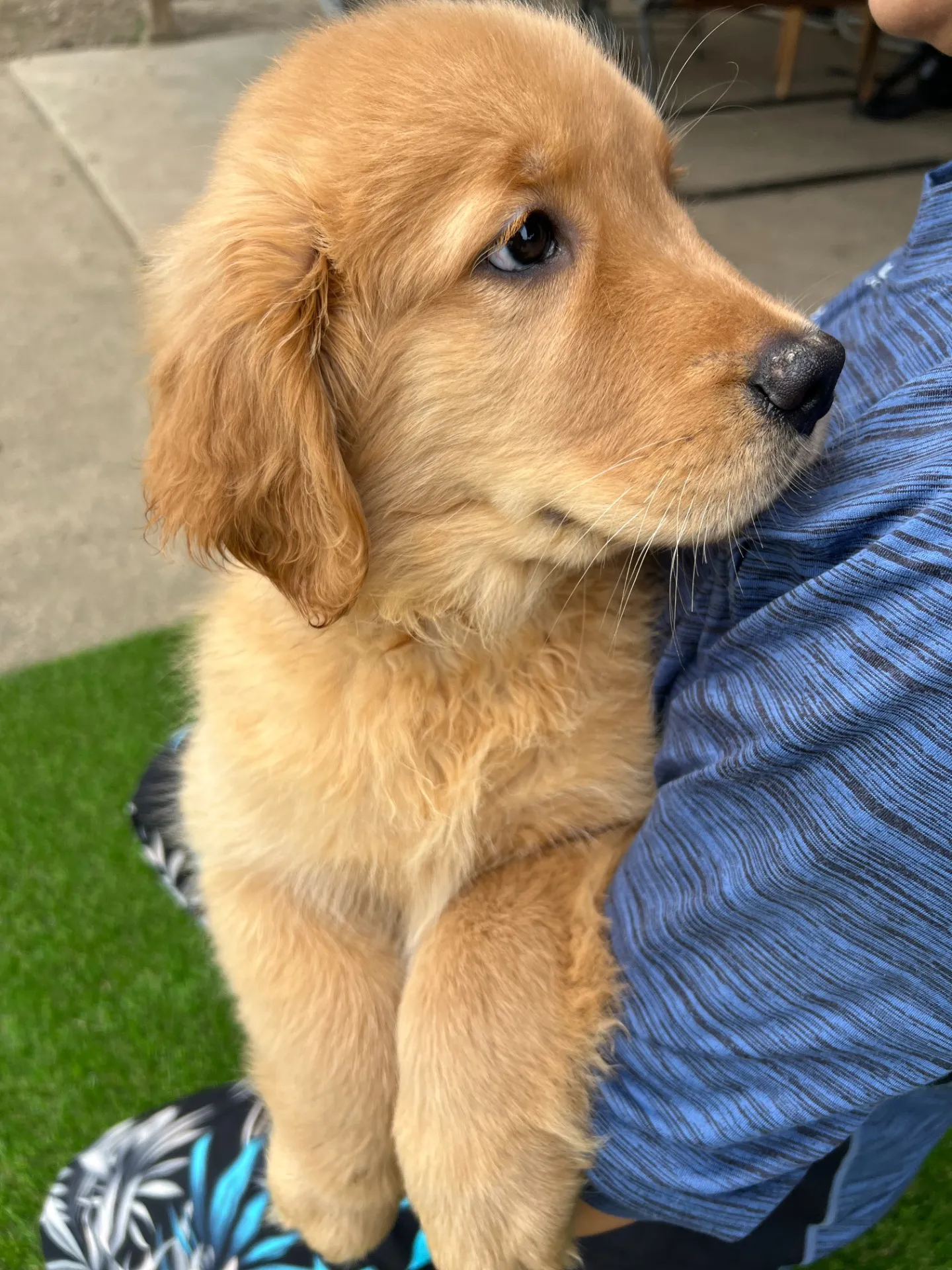 ゴールデンレトリバー　黄色リボンちゃん