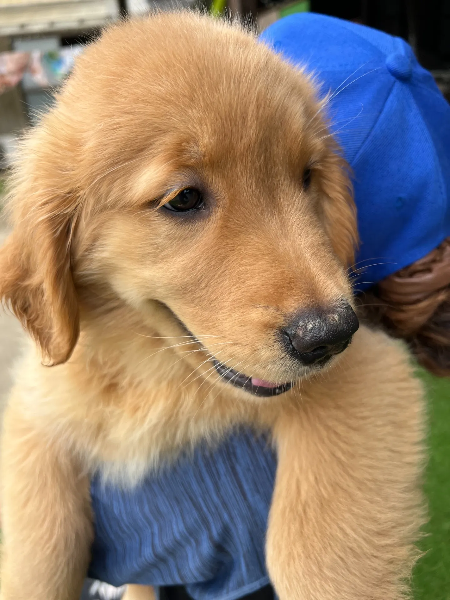 ゴールデンレトリバー　黄色リボンちゃん