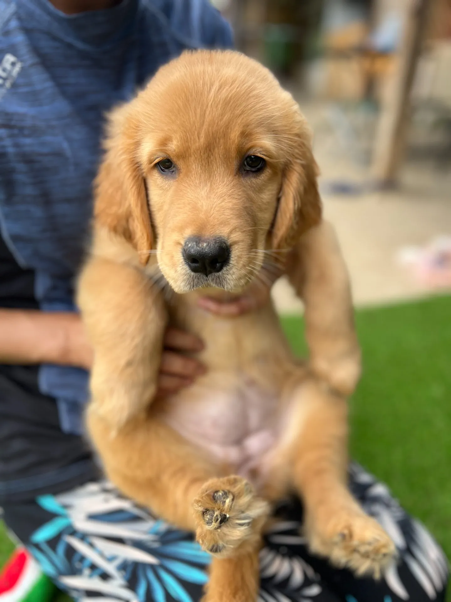 ゴールデンレトリバー　黄色リボンちゃん