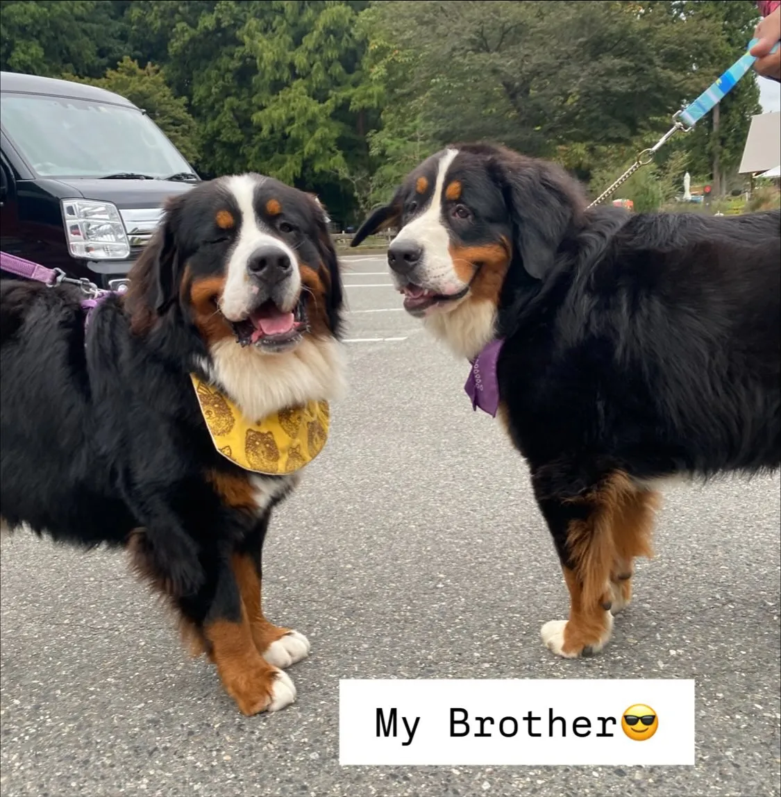 ドリーの兄弟  げんくん🐻️💕