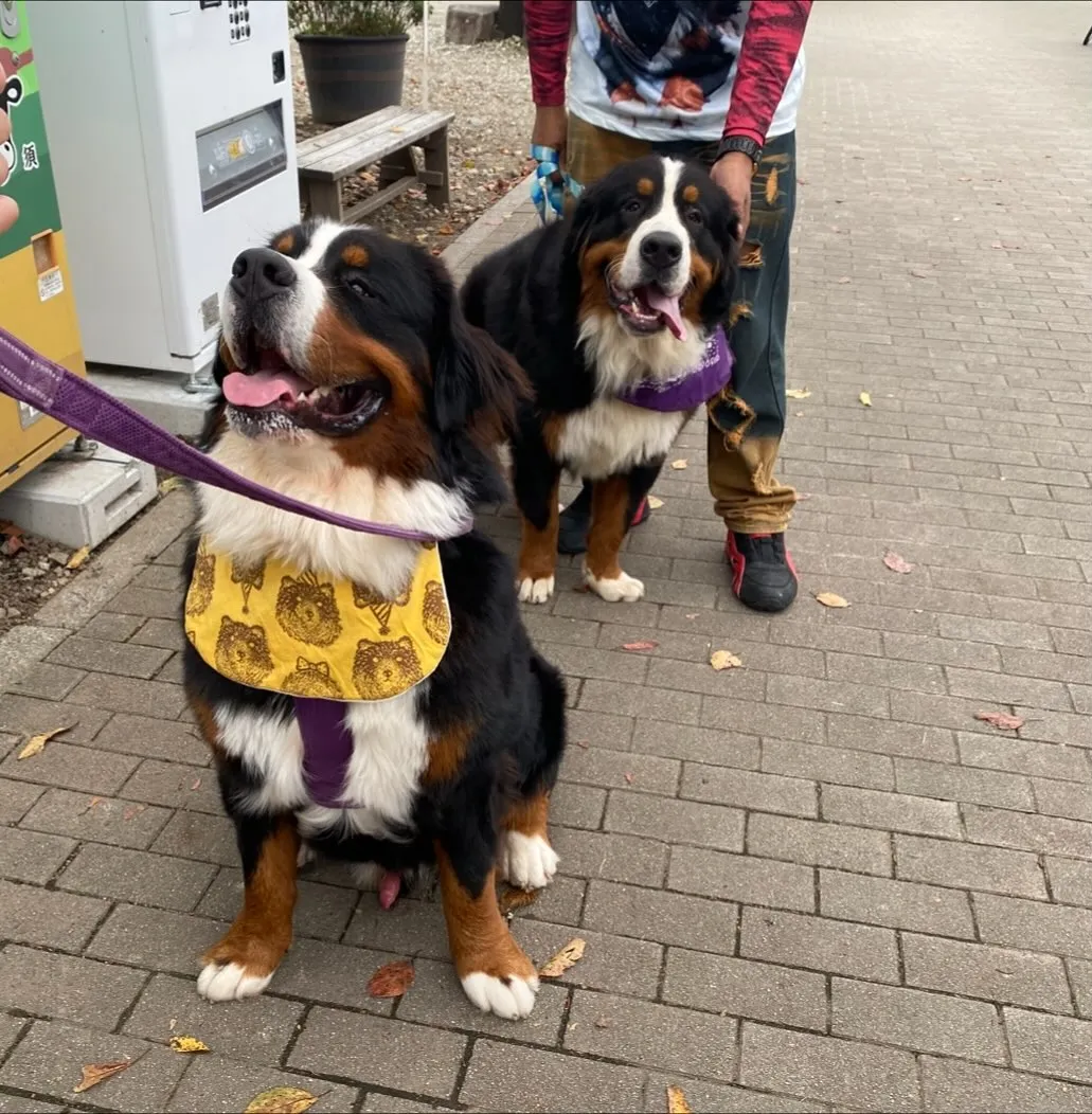 ドリーの兄弟  げんくん🐻️💕