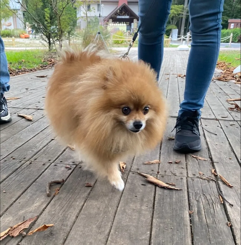 ドリーの兄弟  げんくん🐻️💕