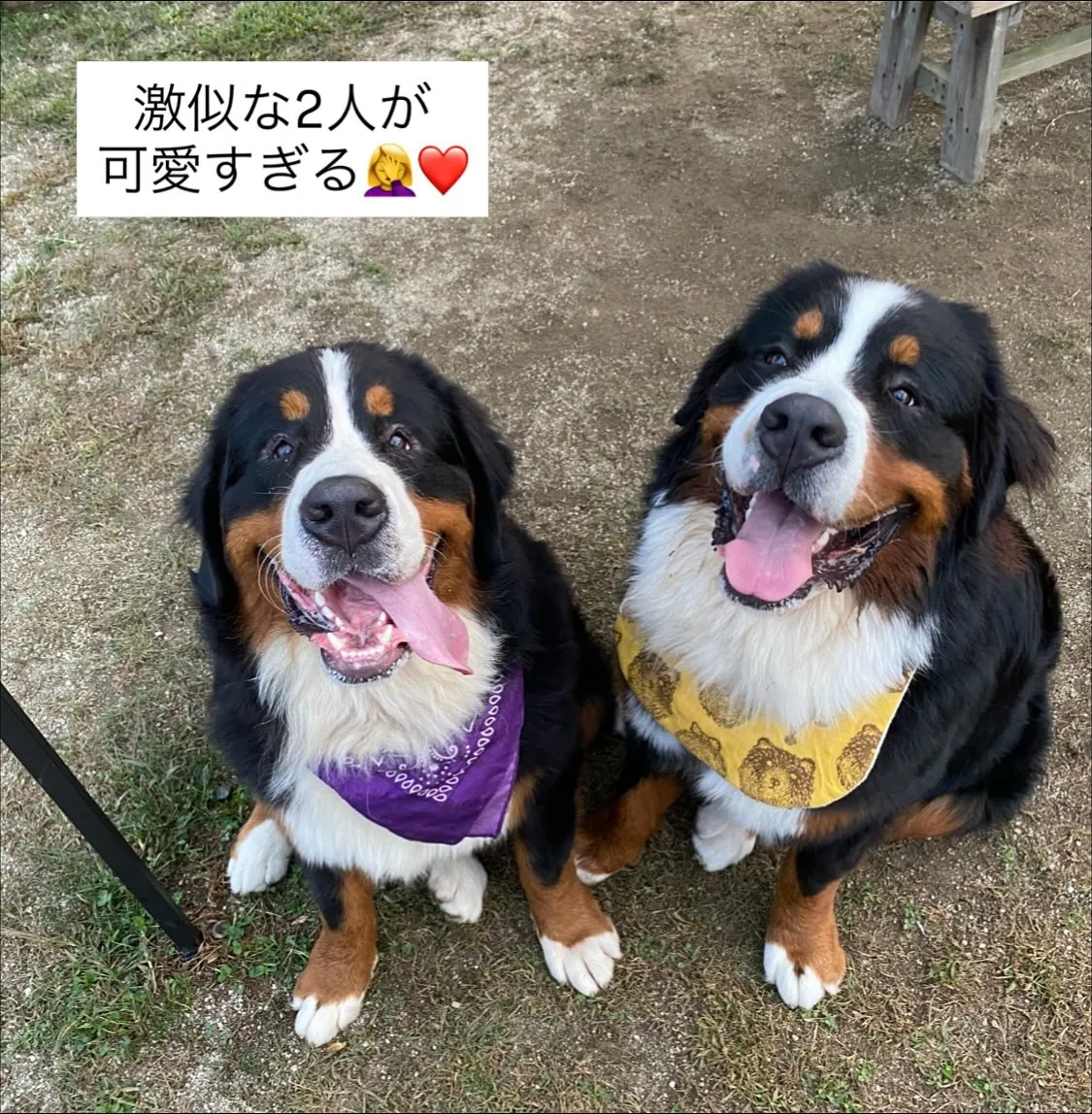 ドリーの兄弟  げんくん🐻️💕