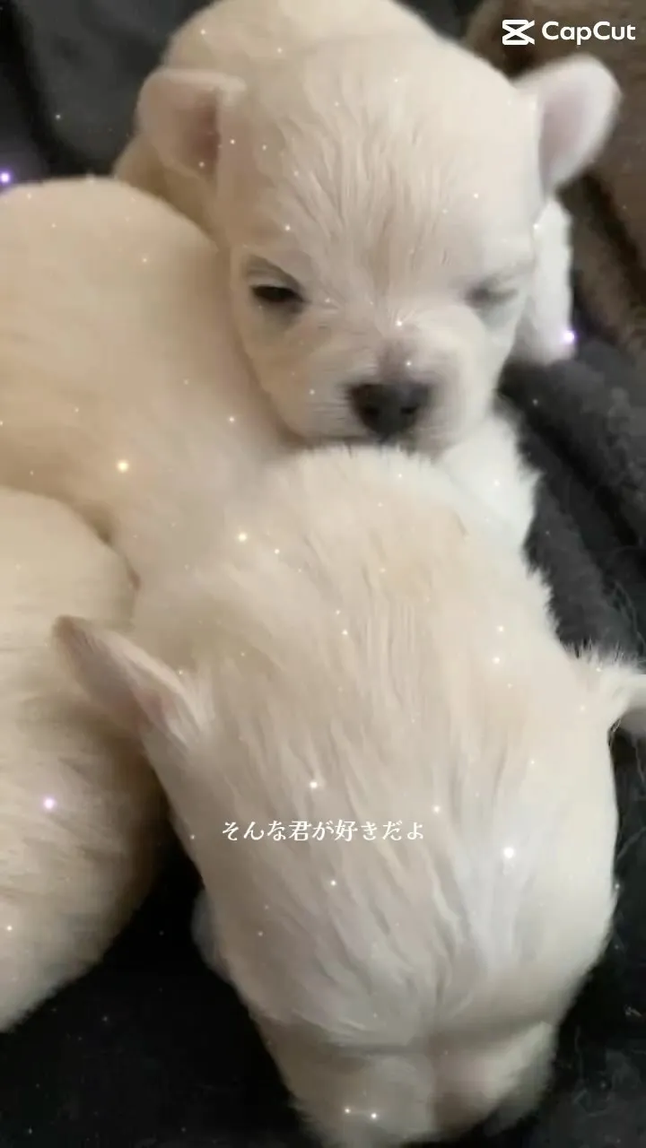 可愛いお目目が空き益々可愛くなるチワプーちゃん達😍