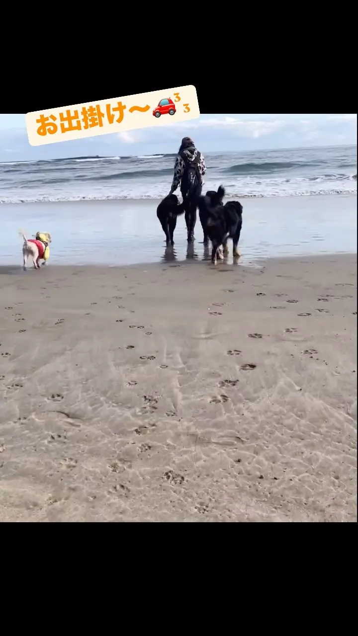 ❤️LOVE＆PEACE DOG HOUSE☮️