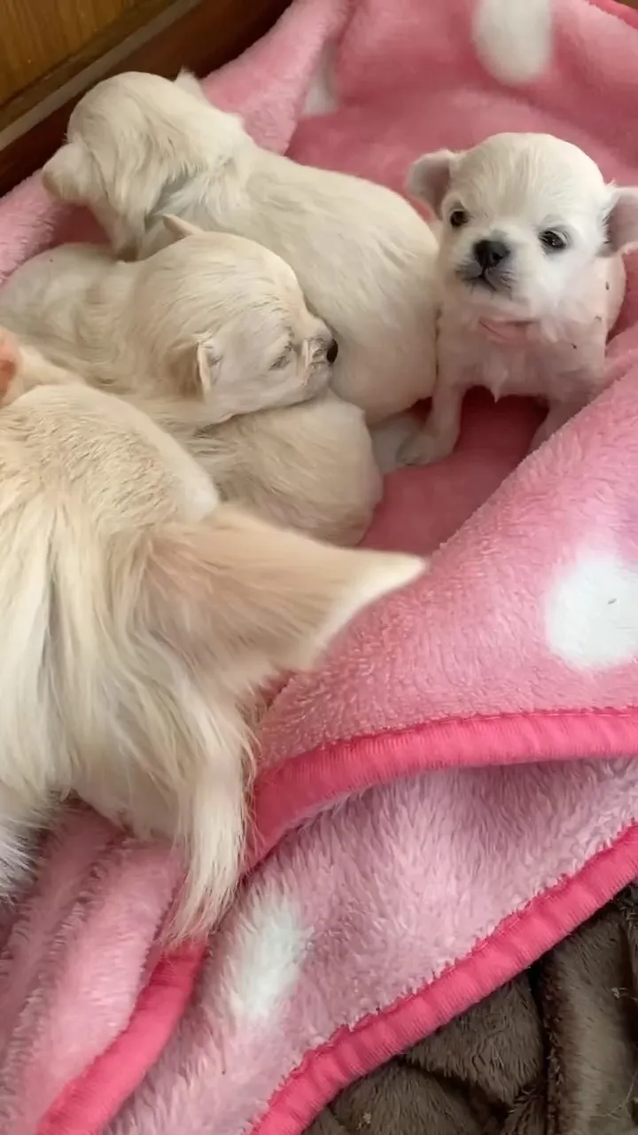 よちよち歩きが出来る様になり益々可愛くなるチワプーちゃん達😍