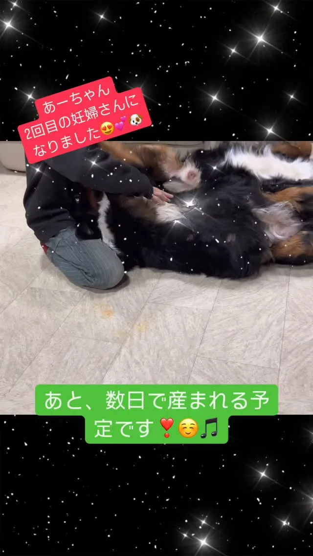 ❤️LOVE＆PEACE DOG HOUSE☮️