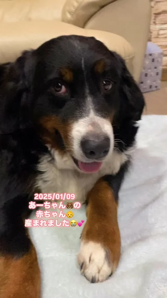 ❤️LOVE＆PEACE DOG HOUSE☮️