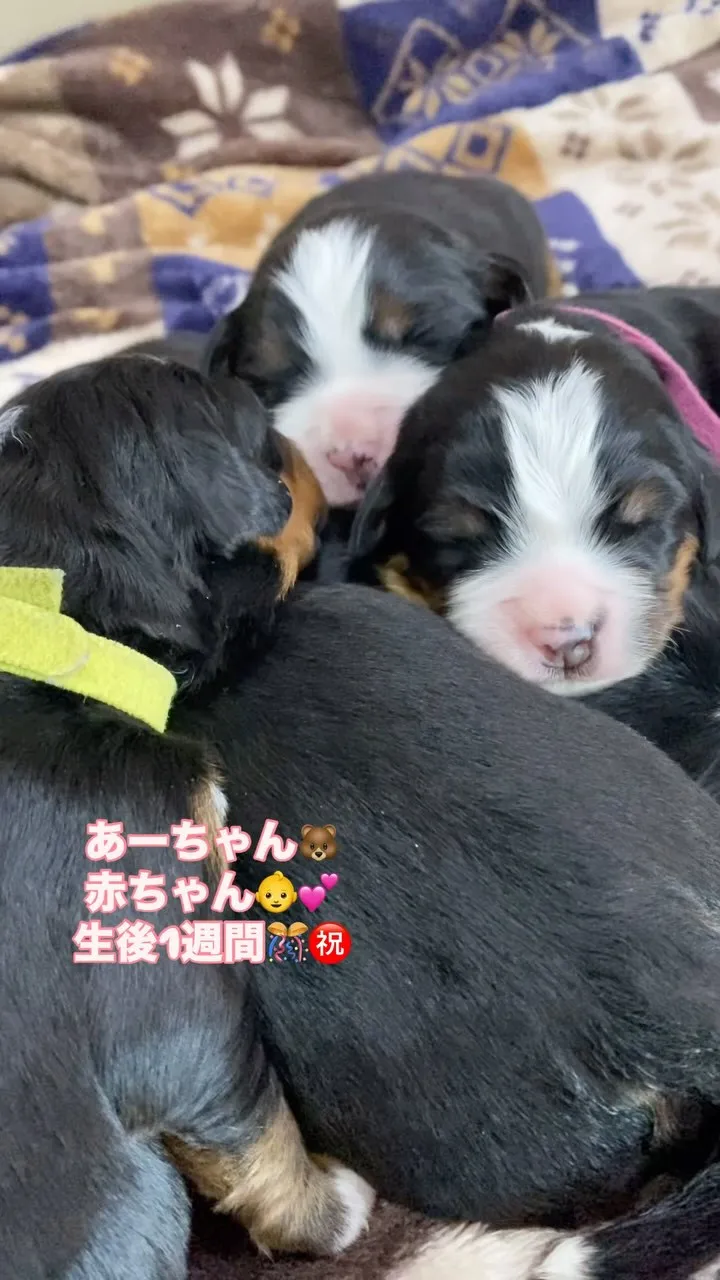 あーちゃん🐻‍