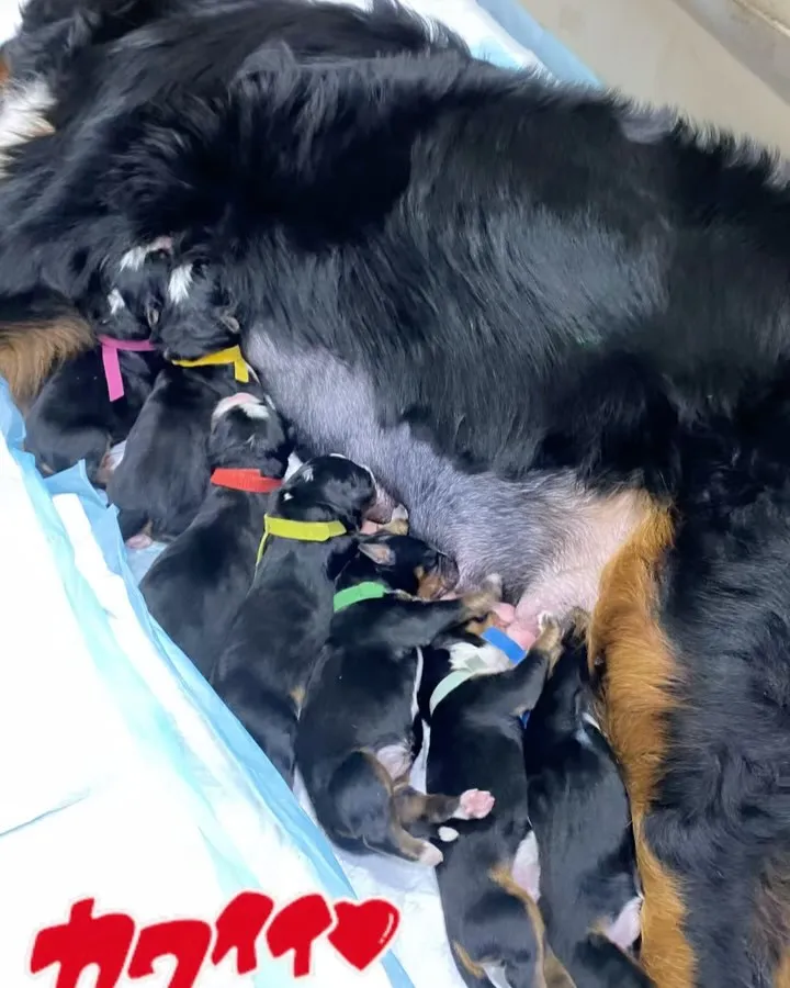 悲しいご報告です。