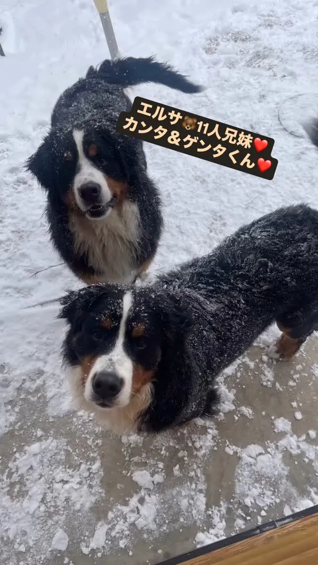 エルサ🐻‍11人兄妹❤️