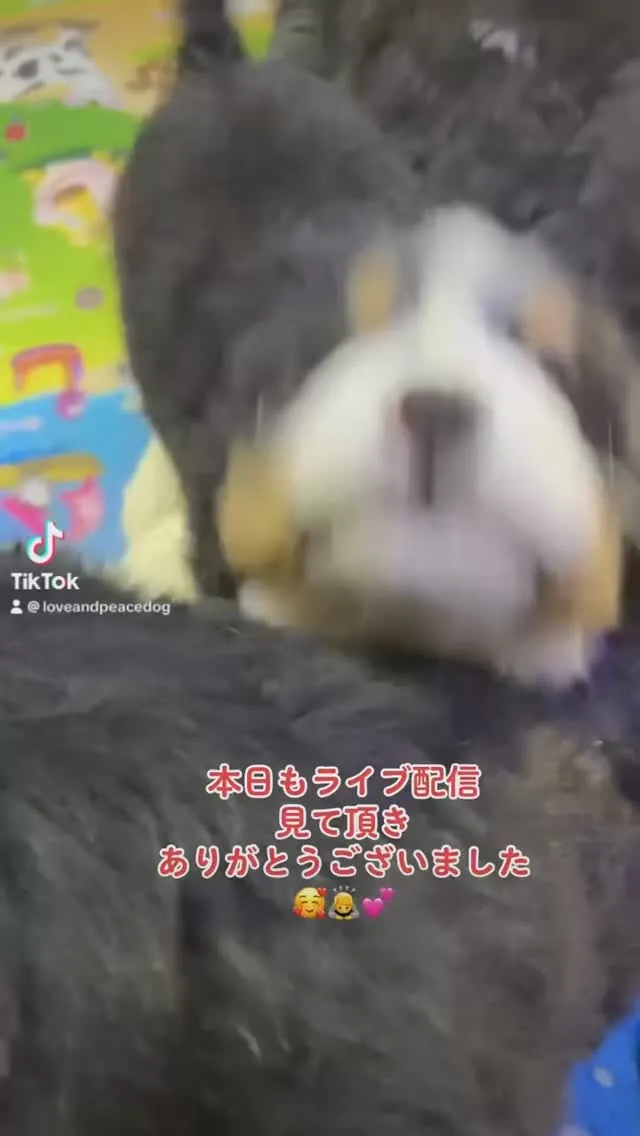 本日もあーちゃん🐻赤ちゃん👶ライブ配信