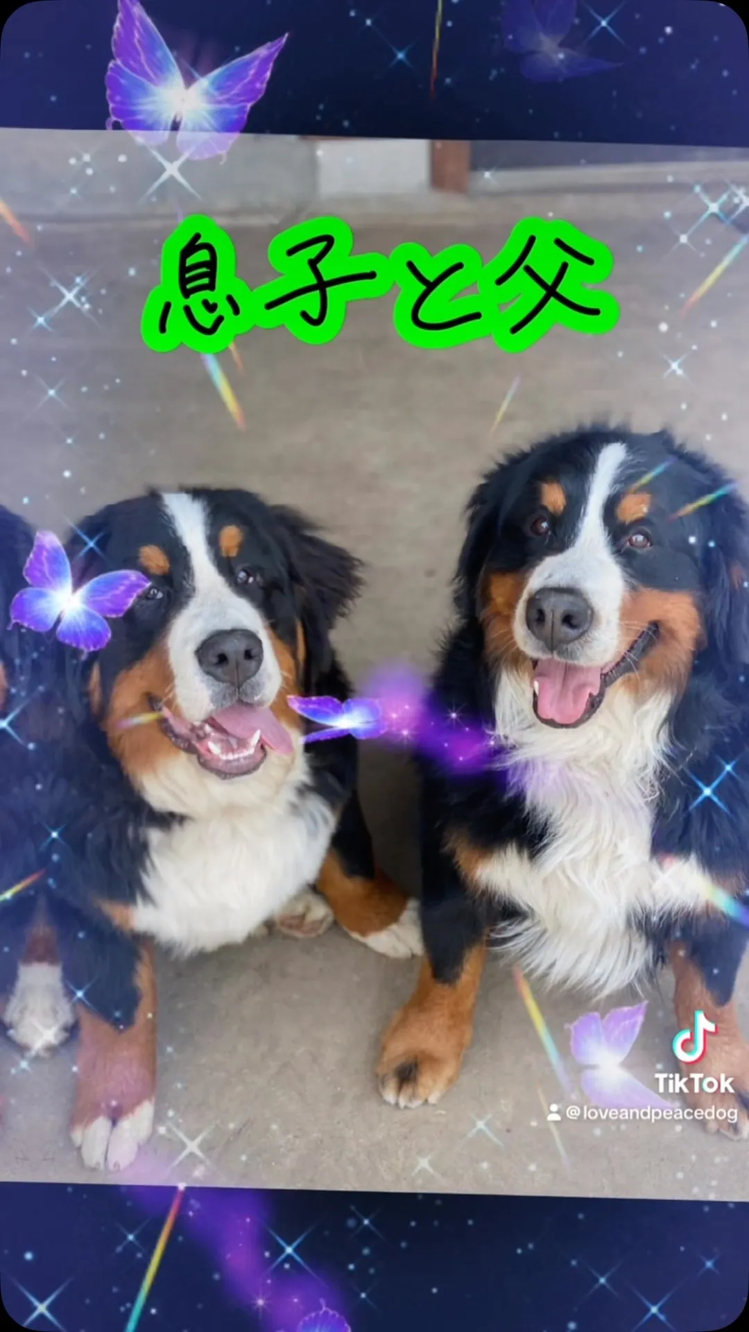 愛息子❤️ドリー🐻‍💚