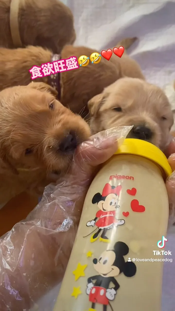 ゴールデンレトリバー🐶
