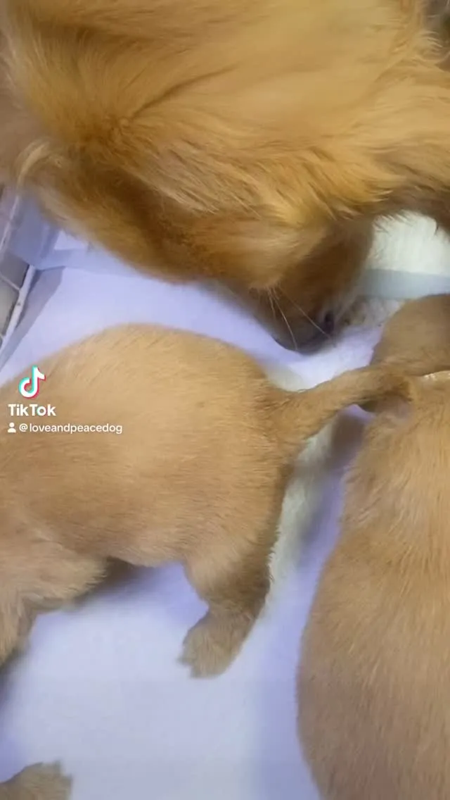 ゴールデンレトリバー🐶