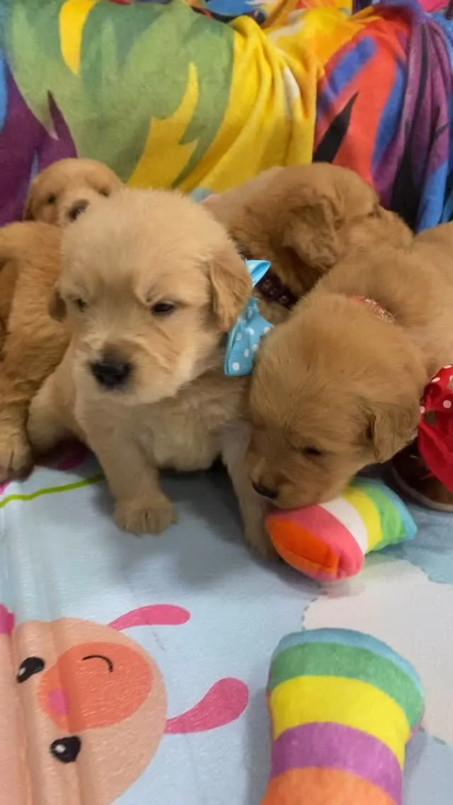 ゴールデンレトリバー　オレンジリボンちゃん