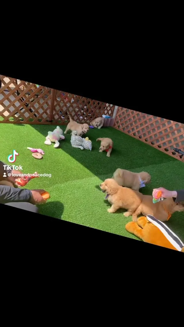 ゴールデンレトリバー🐶