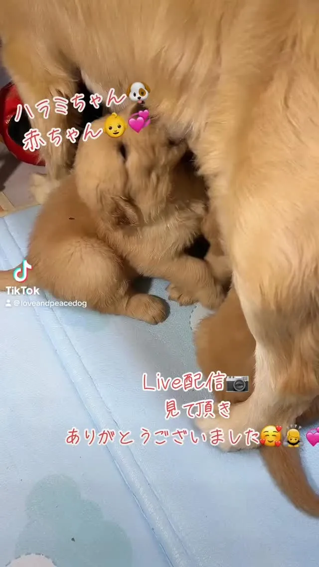 #tiktoklive #livehighlights 