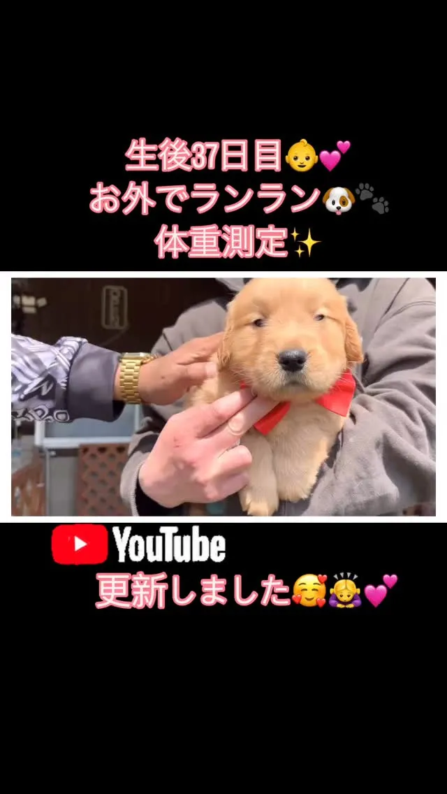 ゴールデンレトリバー🐶