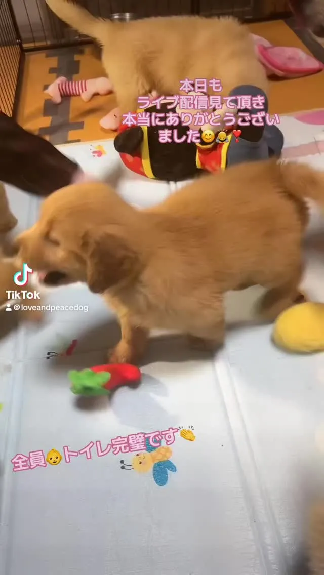 #tiktoklive #livehighlights 