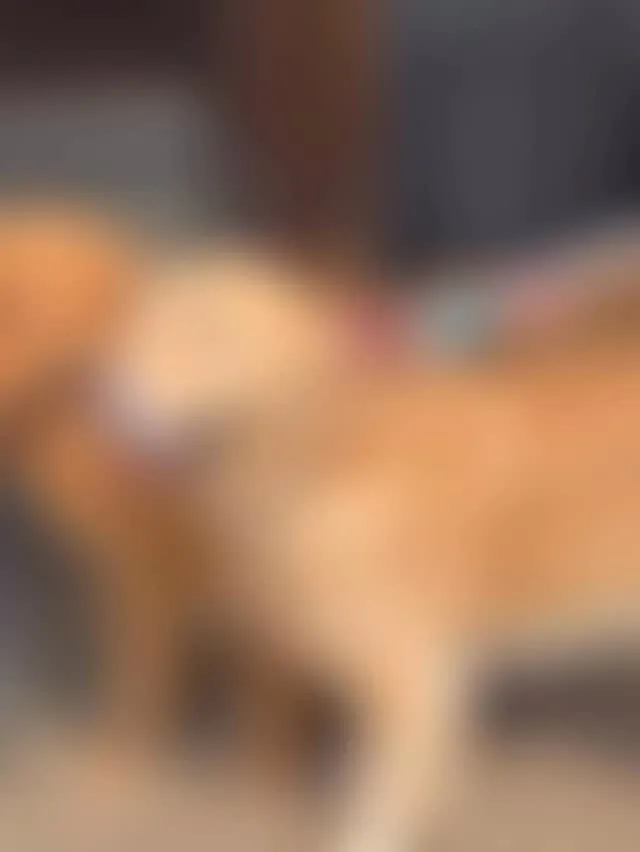 先月３１日にランプ君パパとハラミちゃんママの可愛い子供達兄妹...