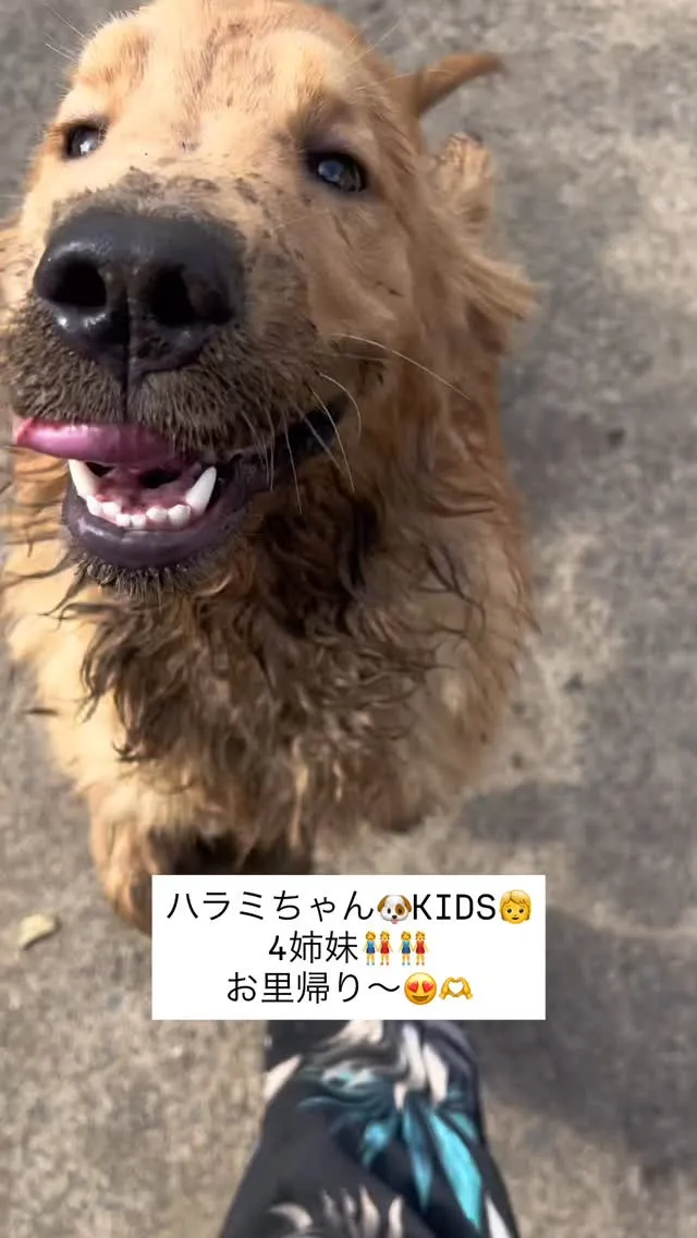 ハラミちゃん🐶KIDS🧒