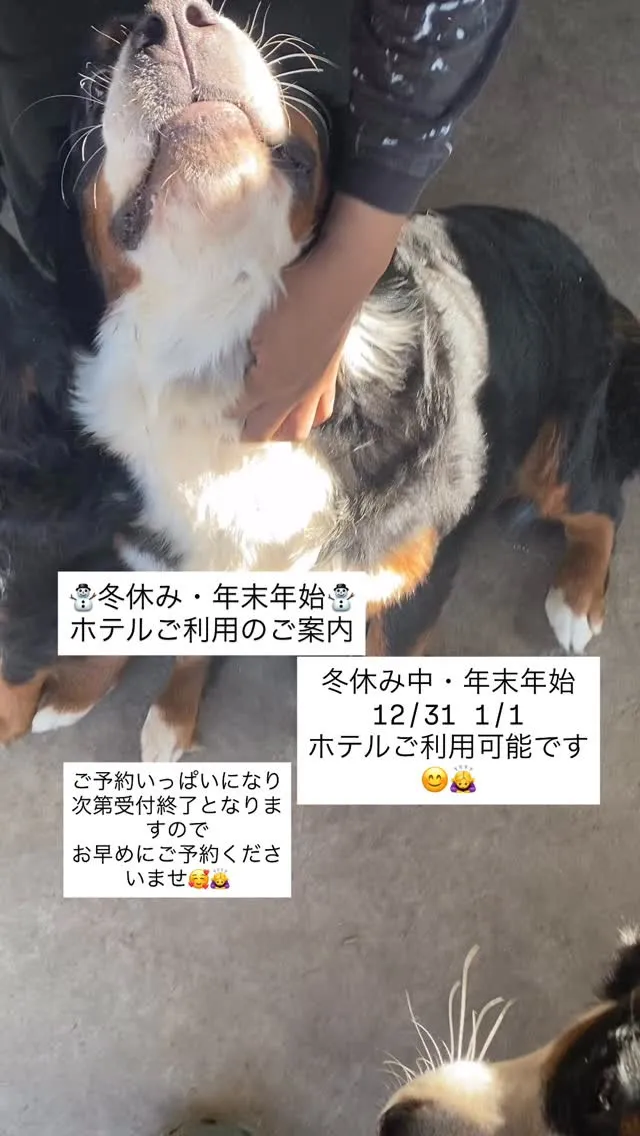 🐶ちゃんお預かりについてのご案内です🙇‍♀️🌸