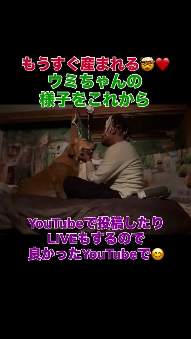 ゴールデンレトリバーのウミちゃんがもうすぐ出産します🥰❤️