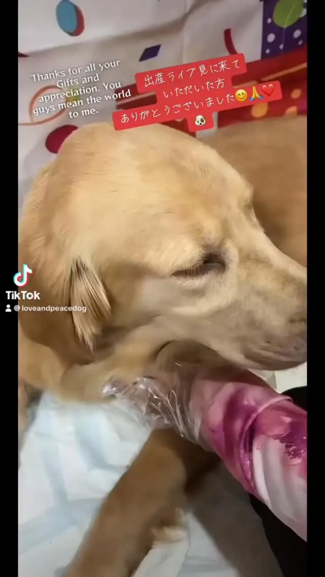 出産ライブを見に来ていただいた全ての皆様ありがとうございまし...