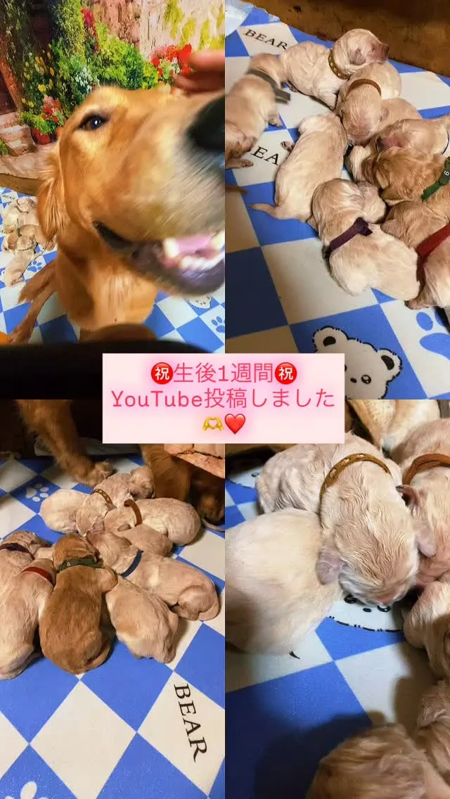 ゴールデンレトリーバー🐶